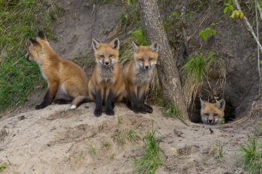 Red Fox kits at their den clipart