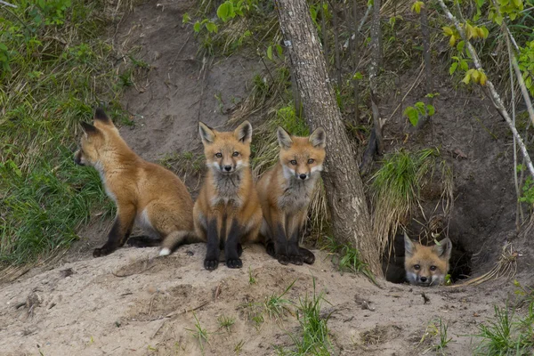 Litter of Red Foxes — Stock Photo, Image