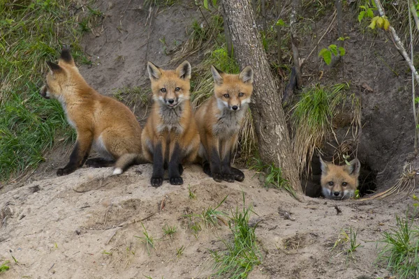 Red Fox kits en su guarida — Foto de Stock