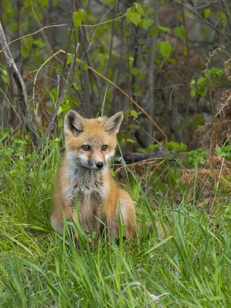 Young Fox sitting in the grass — Stock Photo, Image