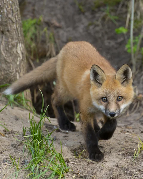 Red Fox смотрит на тебя — стоковое фото