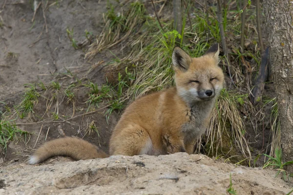 Fox at his den — Stock Photo, Image