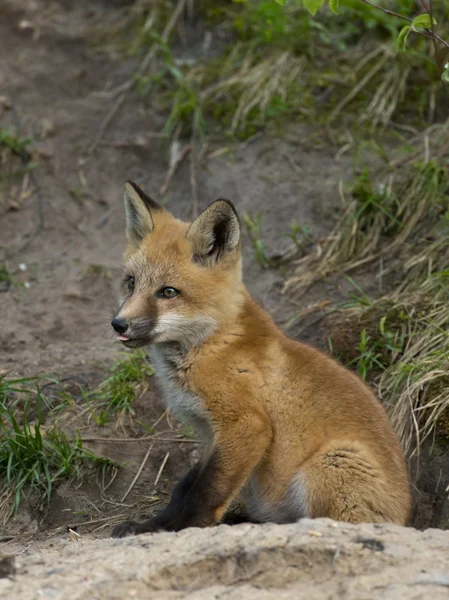 Młody red fox — Zdjęcie stockowe