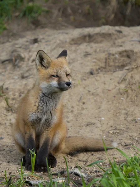 Red Fox — Stock Photo, Image