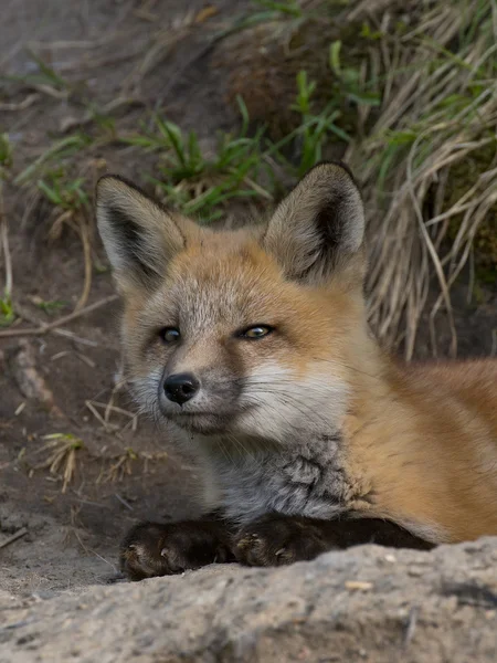 Closeup of resting Fox — Stock Photo, Image