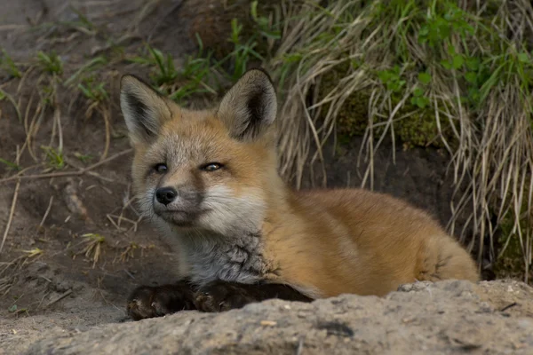 Fox dinlenme — Stok fotoğraf