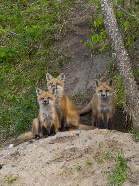 Młody red fox — Zdjęcie stockowe