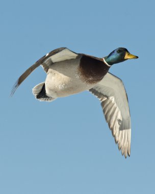 Drake yeşilbaş