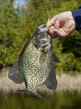 siyah crappies