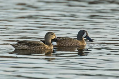 Mavi kanat çamurcun