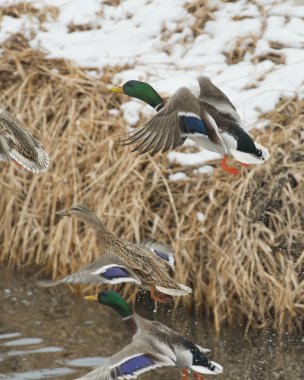 Drake havuzumda uçuş