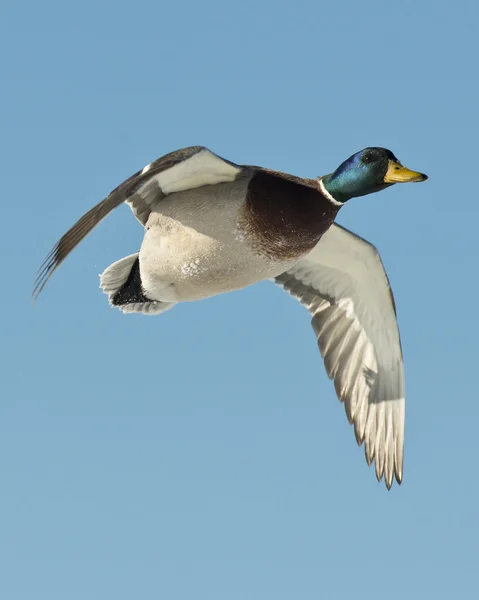 Drake gräsand — Stockfoto