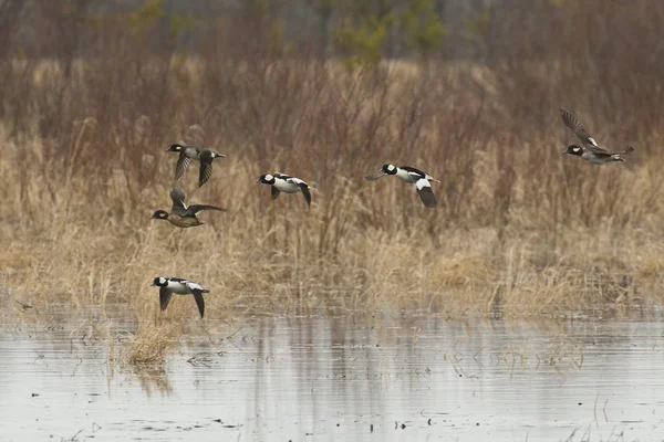 Bufflehead 오리 — 스톡 사진