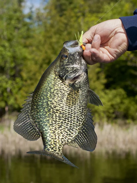 Černá crappies — Stock fotografie