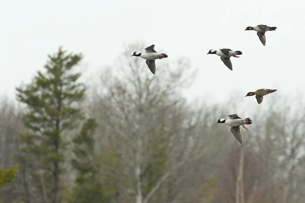 Bufflehead Ducks — Stock Photo, Image