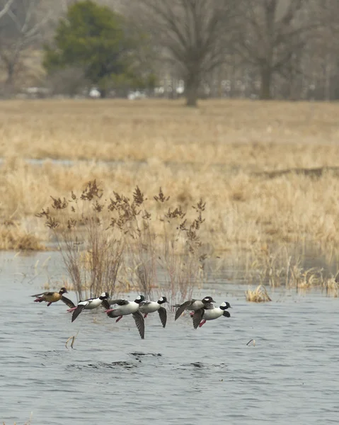 Flygande bufflehead ankor — Stockfoto