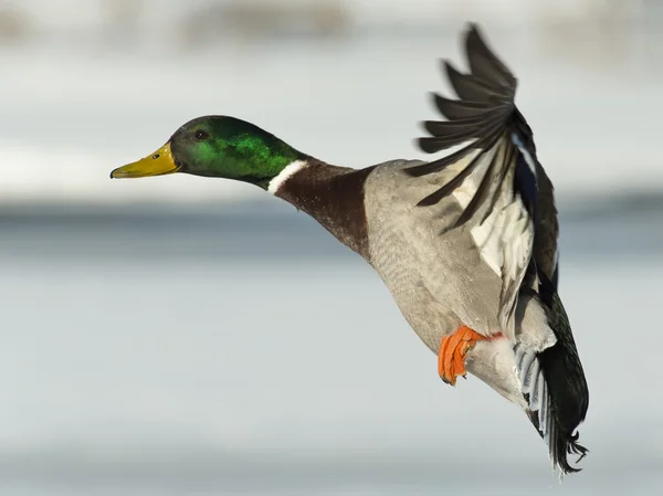 Pato Mallard voador — Fotografia de Stock