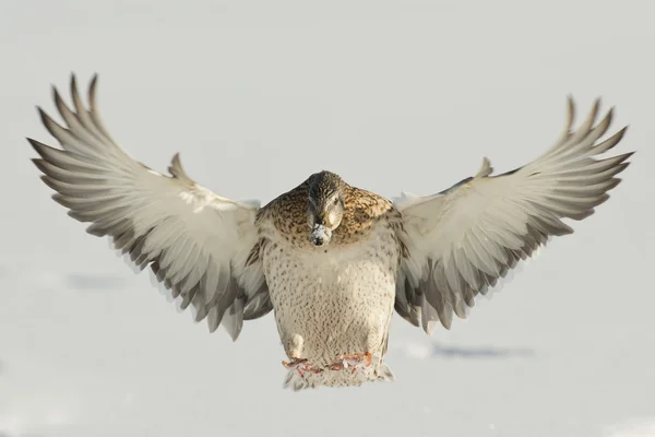 Gräsand höna — Stockfoto