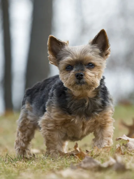 Yorkshire Terrier — Stock Photo, Image