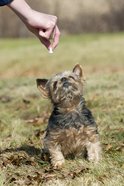 Dog getting a treat — Stock Photo, Image