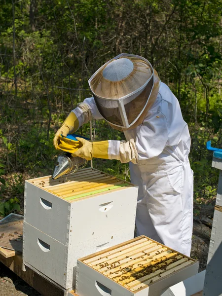 Apicultora inspeccionando sus colmenas — Foto de Stock