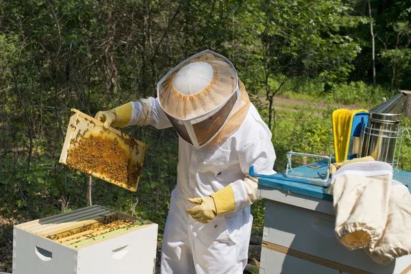 Apicultora inspeccionando sus colmenas — Foto de Stock