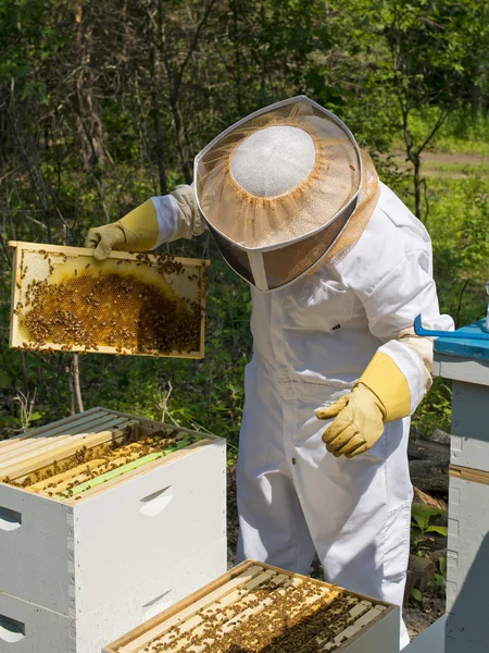 Apicultora inspeccionando sus colmenas — Foto de Stock