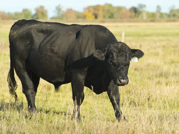 Black angus byka — Zdjęcie stockowe