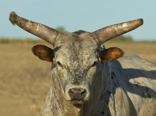 Toro de rodeo enojado grande — Foto de Stock