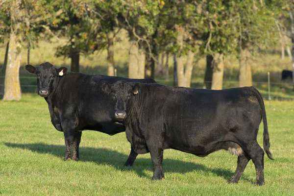 Black Angus корів — стокове фото