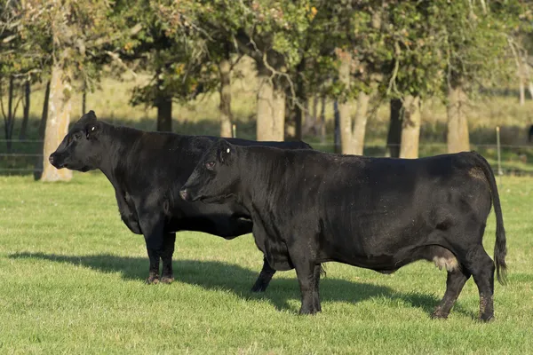 Schwarzangus-Kühe — Stockfoto