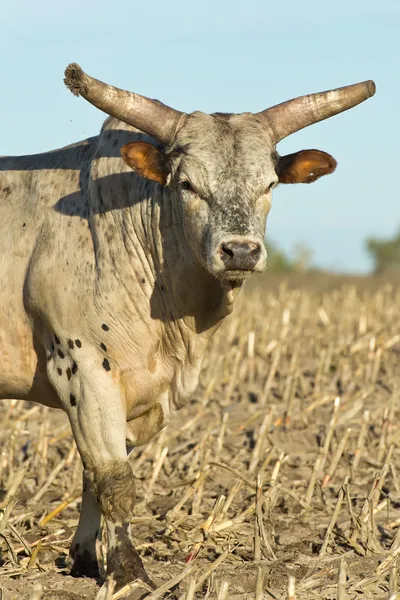 Toro de rodeo enojado grande — Foto de Stock