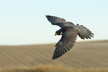 Peregrine Şahini