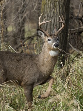 Kupa whitetail geyik