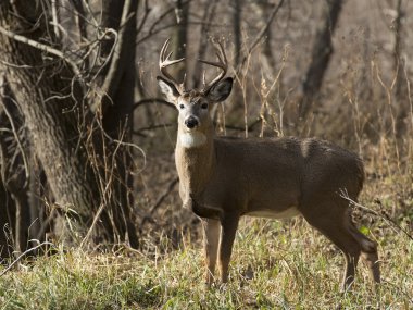 Kupa whitetail geyik