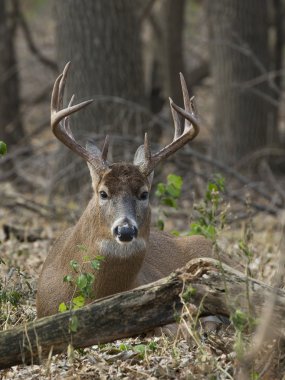 Olgun whitetail buck