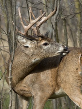 Whitetail Geyik