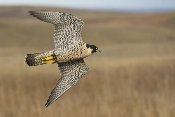 Peregrine falcon uçan