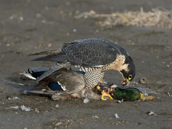 Peregrijn falcon met een wilde eend — Stockfoto