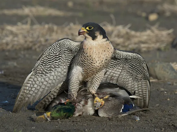 Falco pellegrino con germano reale — Foto Stock