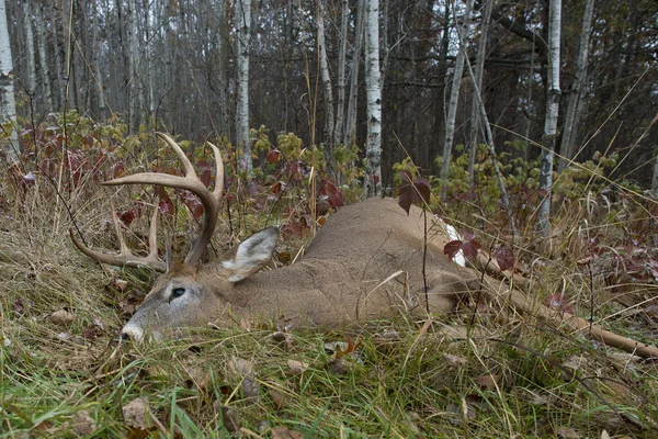 Large White Deer — Stock Photo, Image