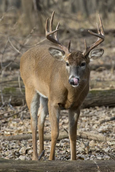 Grote whitetail herten — Stockfoto