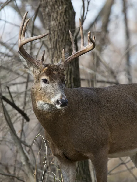 Grote whitetail herten — Stockfoto