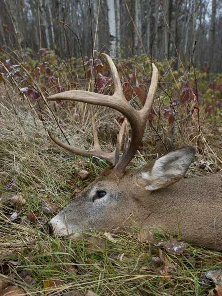 Large Whitetail Deer — Stock Photo, Image