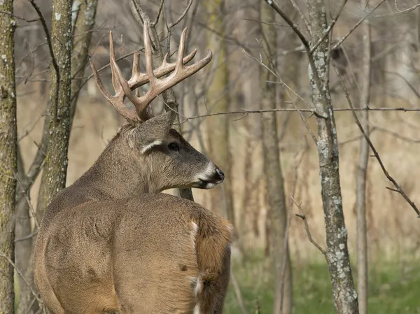 Whitetail herten — Stockfoto