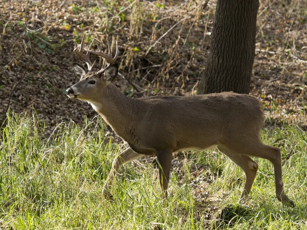 Weißnagel-Hirsch — Stockfoto