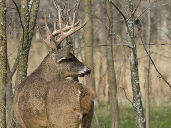 Whitetail Buck — Foto Stock