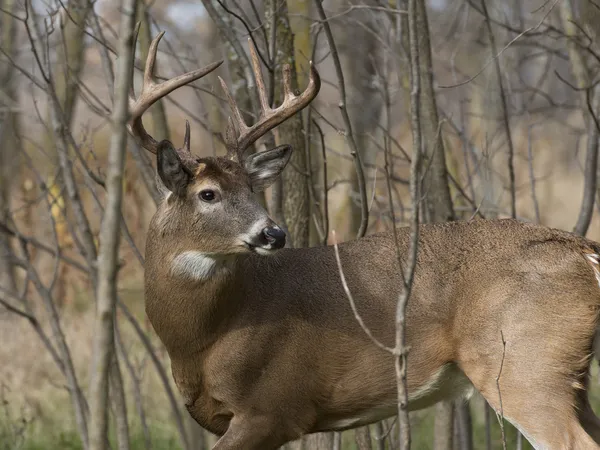 Witstaartbuck — Stockfoto