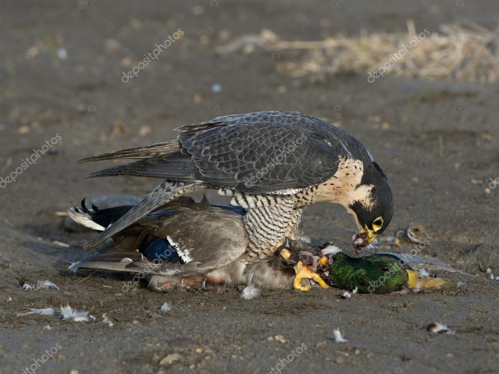 peregrin falcon photos peregrin falcon photos