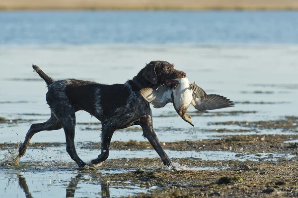 Chien de chasse — Photo